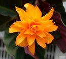 Calathea Crocata